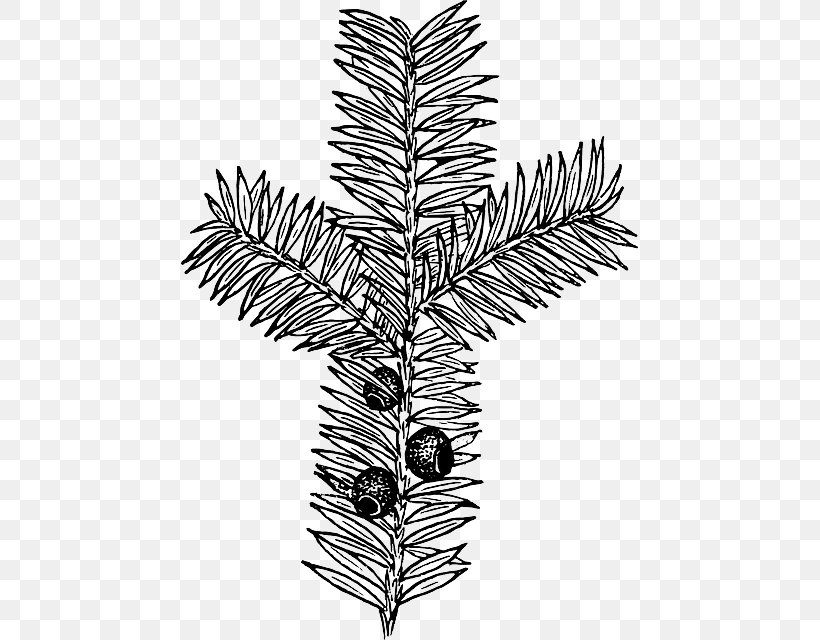 Drawing Botany Clip Art, PNG, 457x640px, Drawing, Black And White, Botany, Branch, Conifer Download Free