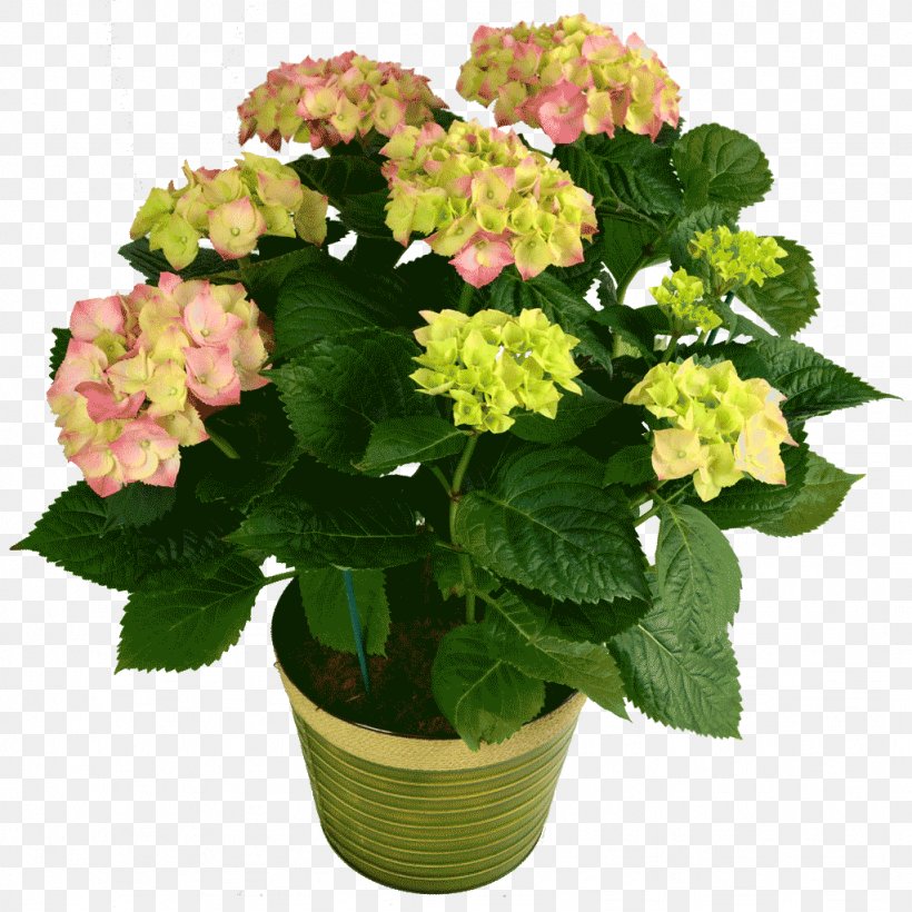 Hydrangea Houseplant Cut Flowers, PNG, 1024x1024px, Hydrangea, Annual Plant, Bromeliads, Cornales, Cut Flowers Download Free