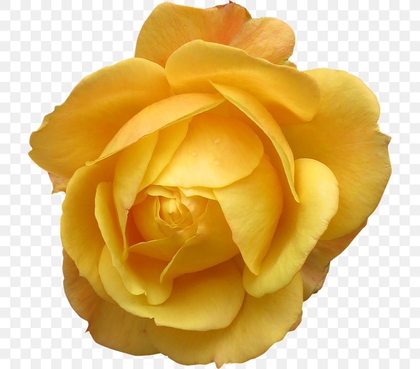 Orpington Chicken Yellow Flower Rose Stock.xchng, PNG, 710x720px, Orpington Chicken, Close Up, Color, Cut Flowers, Floribunda Download Free