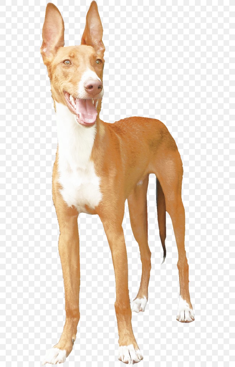 Podenco Canario Portuguese Podengo Ibizan Hound Pharaoh Hound American Pit Bull Terrier, PNG, 542x1280px, Podenco Canario, American Pit Bull Terrier, Ancient Dog Breeds, Animal, Breed Download Free