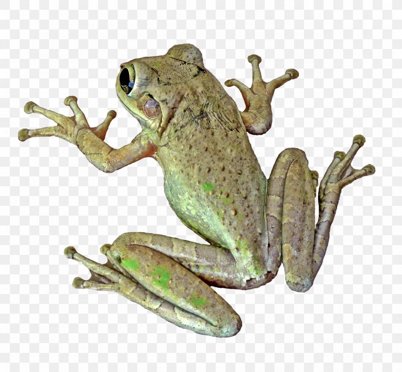 True Frog Amphibian Vertebrate Toad, PNG, 1280x1185px, Frog, American Bullfrog, Amphibian, Animal, Bullfrog Download Free