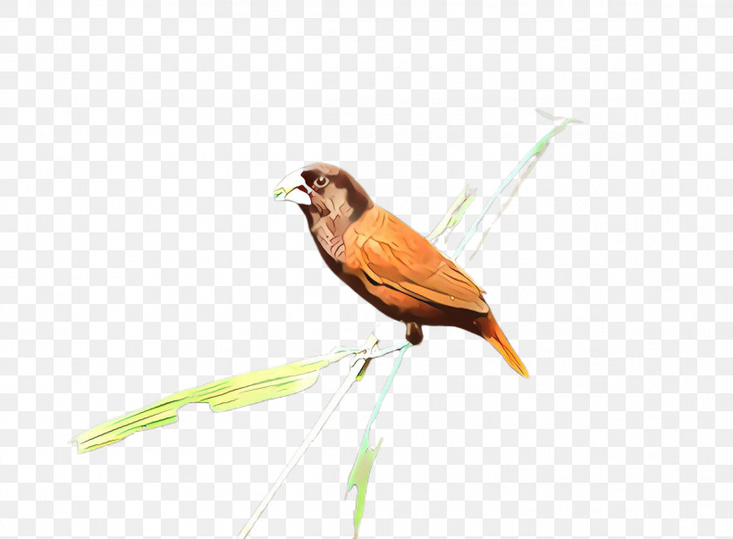 Bird Beak Finch Songbird Perching Bird, PNG, 2332x1715px, Bird, Beak, Emberizidae, Finch, Perching Bird Download Free