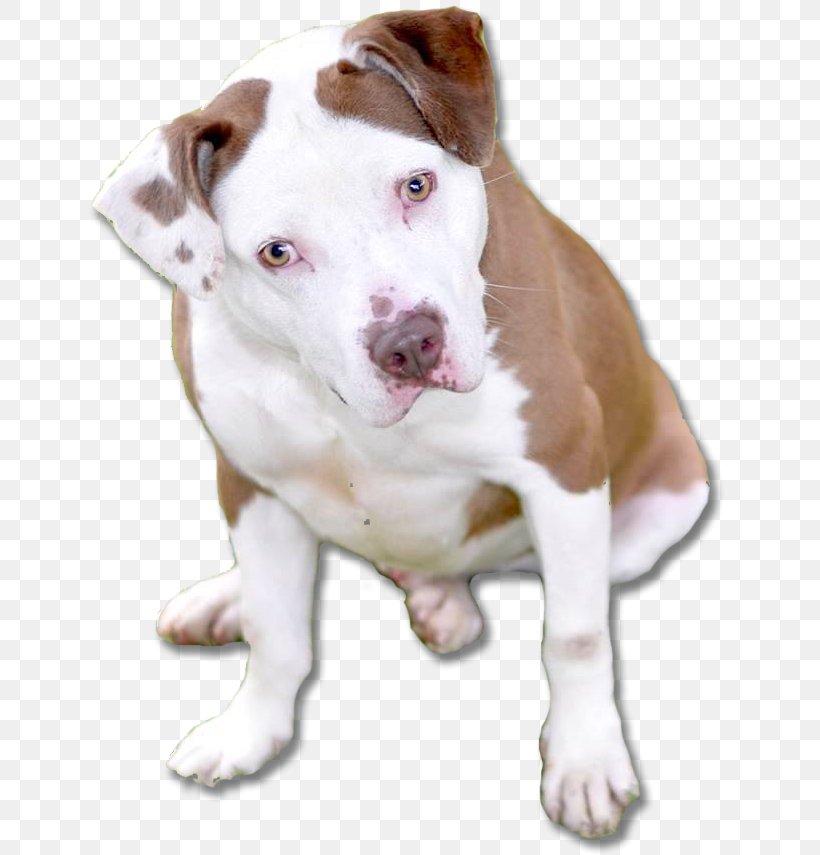Dog Breed American Pit Bull Terrier American Bulldog Puppy, PNG, 645x855px, Dog Breed, American Bulldog, American Pit Bull Terrier, Breed, Bull Download Free