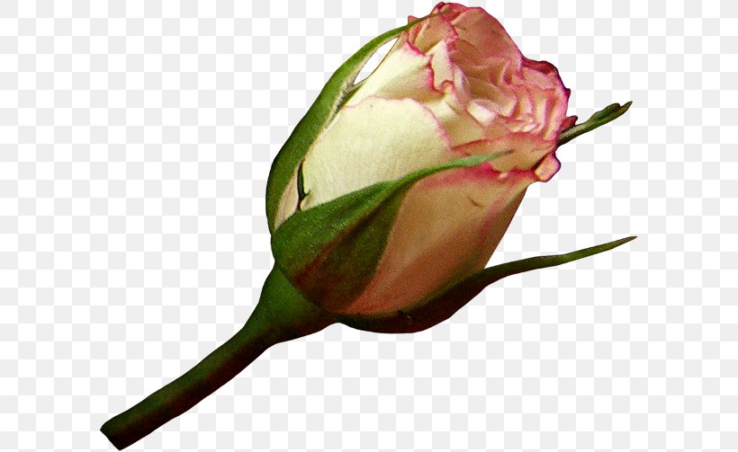 Garden Roses Flower Petal Bud, PNG, 600x503px, Garden Roses, Birthday, Blue, Bud, Cut Flowers Download Free
