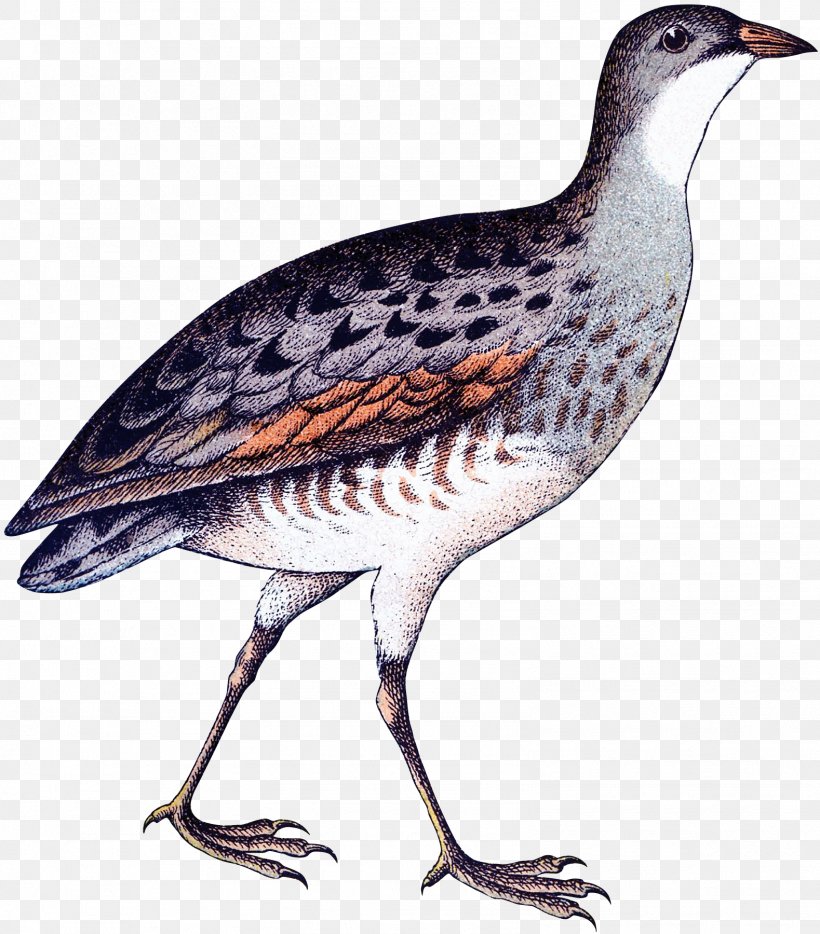 Partridge Beak Fauna Feather Wader, PNG, 1579x1800px, Partridge, Beak, Bird, Cuckoos, Cuculiformes Download Free