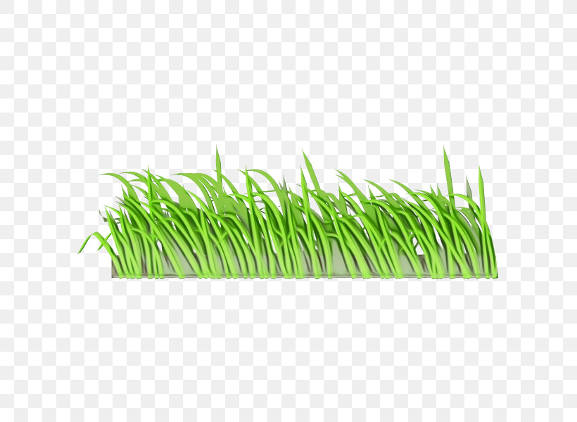 Plant Stem Vetiver Wheatgrass Sweet Grass Commodity, PNG, 600x600px, Watercolor, Biology, Chrysopogon, Commodity, Grasses Download Free