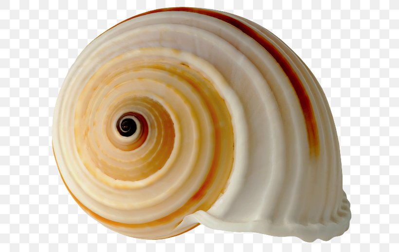 Seashell Royal Dutch Shell Clip Art, PNG, 650x518px, Seashell, Molluscs, Royal Dutch Shell, Sea, Seafood Download Free