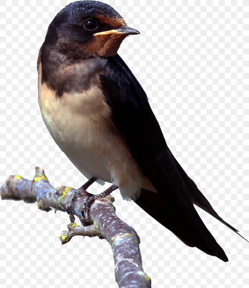 Bird Passerine Barn Swallow Parasite-stress Theory House Sparrow, PNG, 1462x1696px, Bird, Barn Swallow, Beak, Bird Migration, Brown Rat Download Free