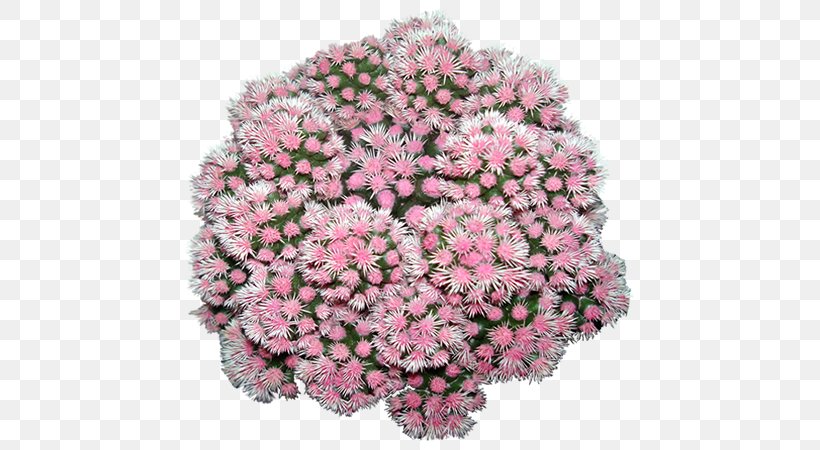 Chrysanthemum Floral Design Cut Flowers Pink M, PNG, 450x450px, Chrysanthemum, Chrysanths, Cut Flowers, Floral Design, Flower Download Free