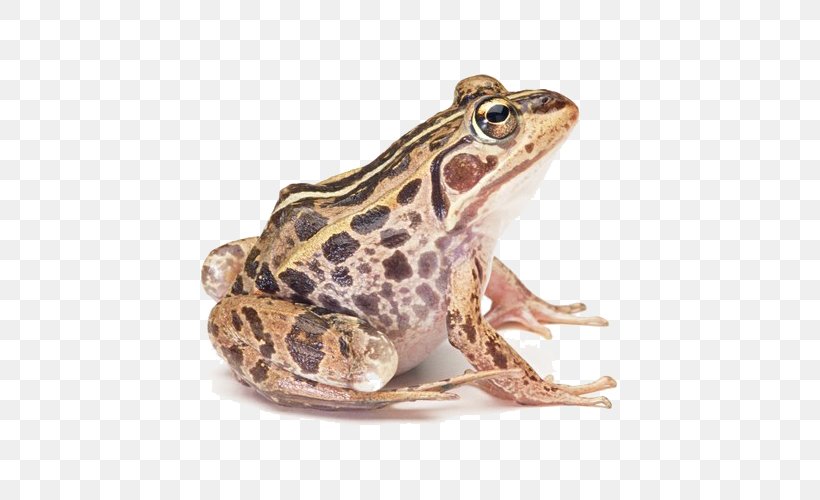 Common Frog Edible Frog True Frog Amphibian, PNG, 600x500px, Frog, American Bullfrog, Amphibian, Bullfrog, Common Frog Download Free