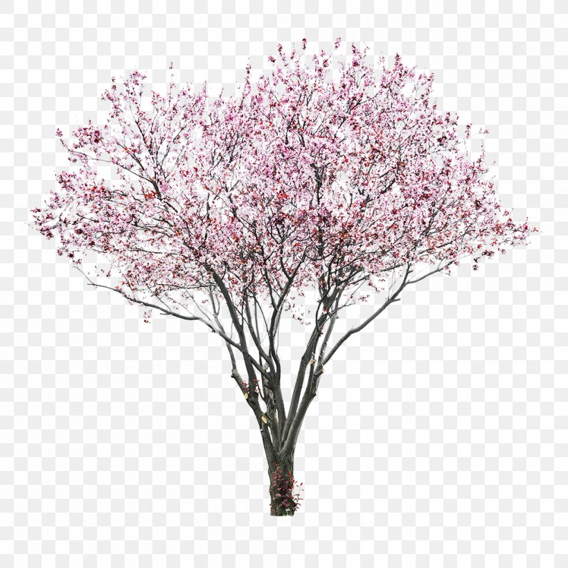 Cherry Blossom Tree East Asian Cherry, PNG, 1000x1000px, Blossom, Branch, Cherry, Cherry Blossom, East Asian Cherry Download Free