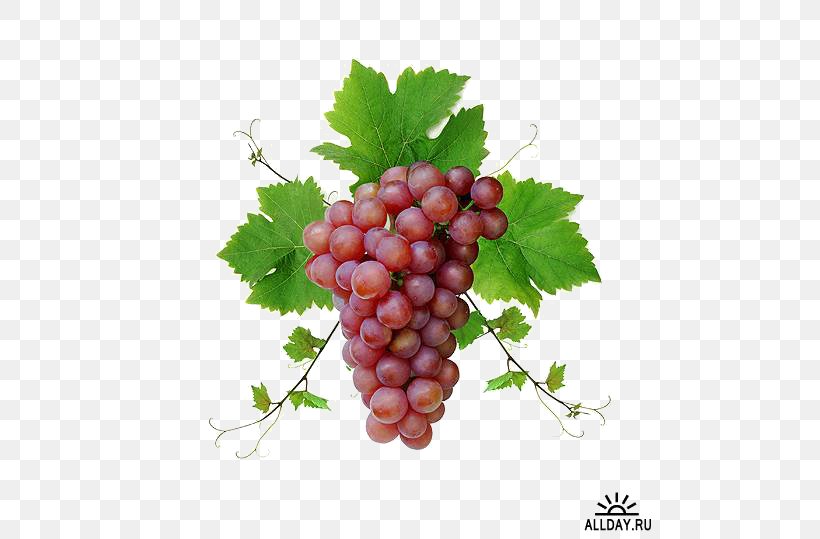 Common Grape Vine Wine Food Fruit, PNG, 500x539px, Grape, Common Grape Vine, Food, Fruit, Grape Leaves Download Free