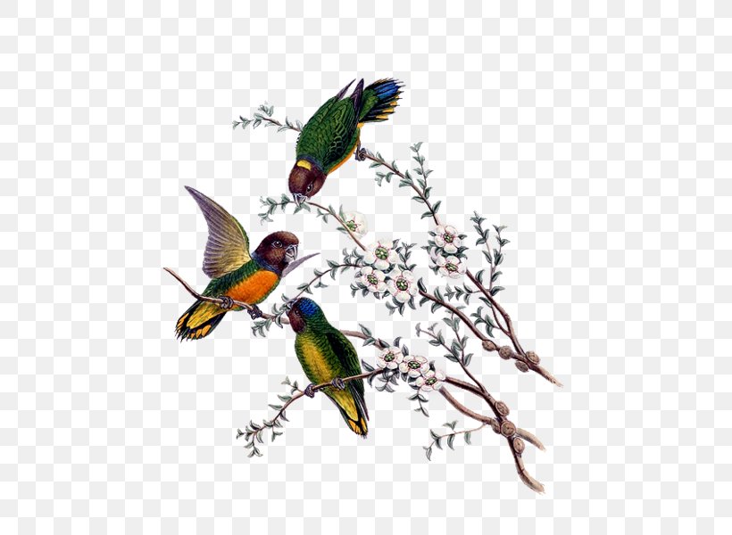 Hummingbird Bird-of-paradise Still Life, PNG, 523x600px, Hummingbird, Art, Beak, Bird, Birdofparadise Download Free