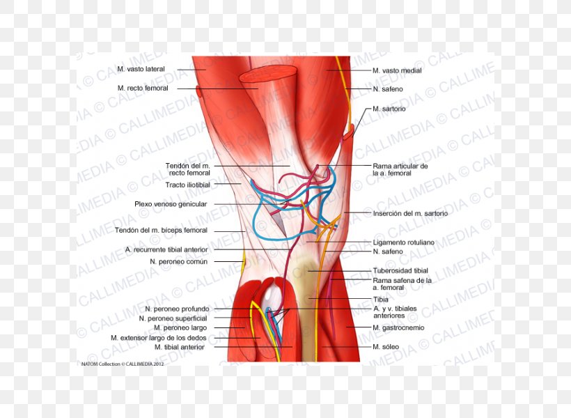 Knee Muscle Nerve Blood Vessel Finger, PNG, 600x600px, Watercolor, Cartoon, Flower, Frame, Heart Download Free