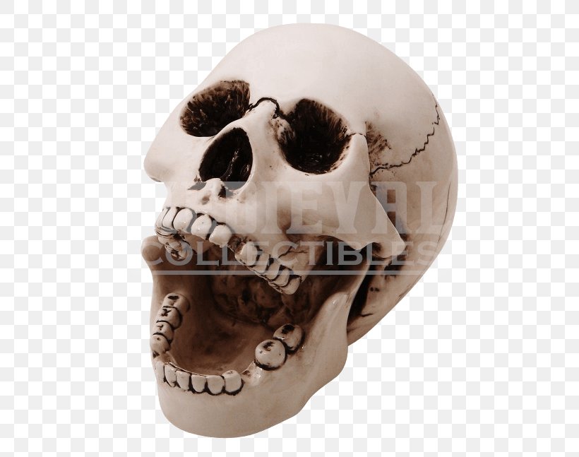 Skull Human Skeleton Ashtray Bone, PNG, 647x647px, Skull, Ashtray, Bone, Ceramic, Clay Download Free
