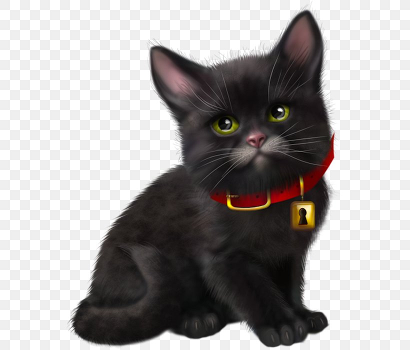Black Cat Kitten Bombay Cat American Wirehair Korat, PNG, 558x700px, Black Cat, American Wirehair, Asian, Bombay, Bombay Cat Download Free