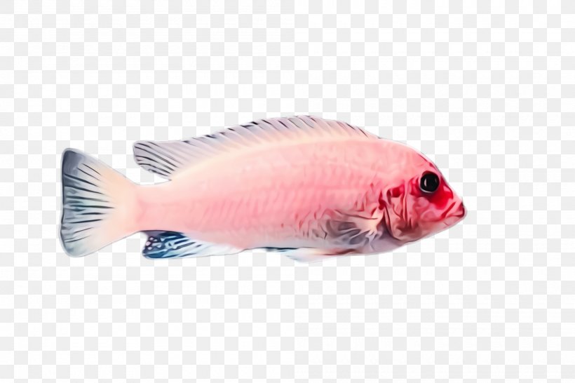 Fish Fish Pink Parrotfish Tilapia, PNG, 2000x1332px, Watercolor, Bonyfish, Fish, Fish Products, Paint Download Free