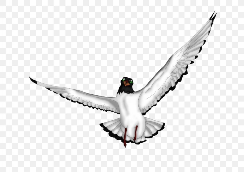 Goose Beak Cygnini Water Bird Duck, PNG, 1024x720px, Goose, Beak, Bird, Cygnini, Duck Download Free