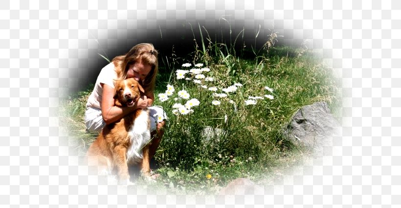 Dog Breed Nova Scotia Duck Tolling Retriever Companion Dog, PNG, 640x427px, Dog Breed, American Revolution, Breed, Colony Of Nova Scotia, Companion Dog Download Free