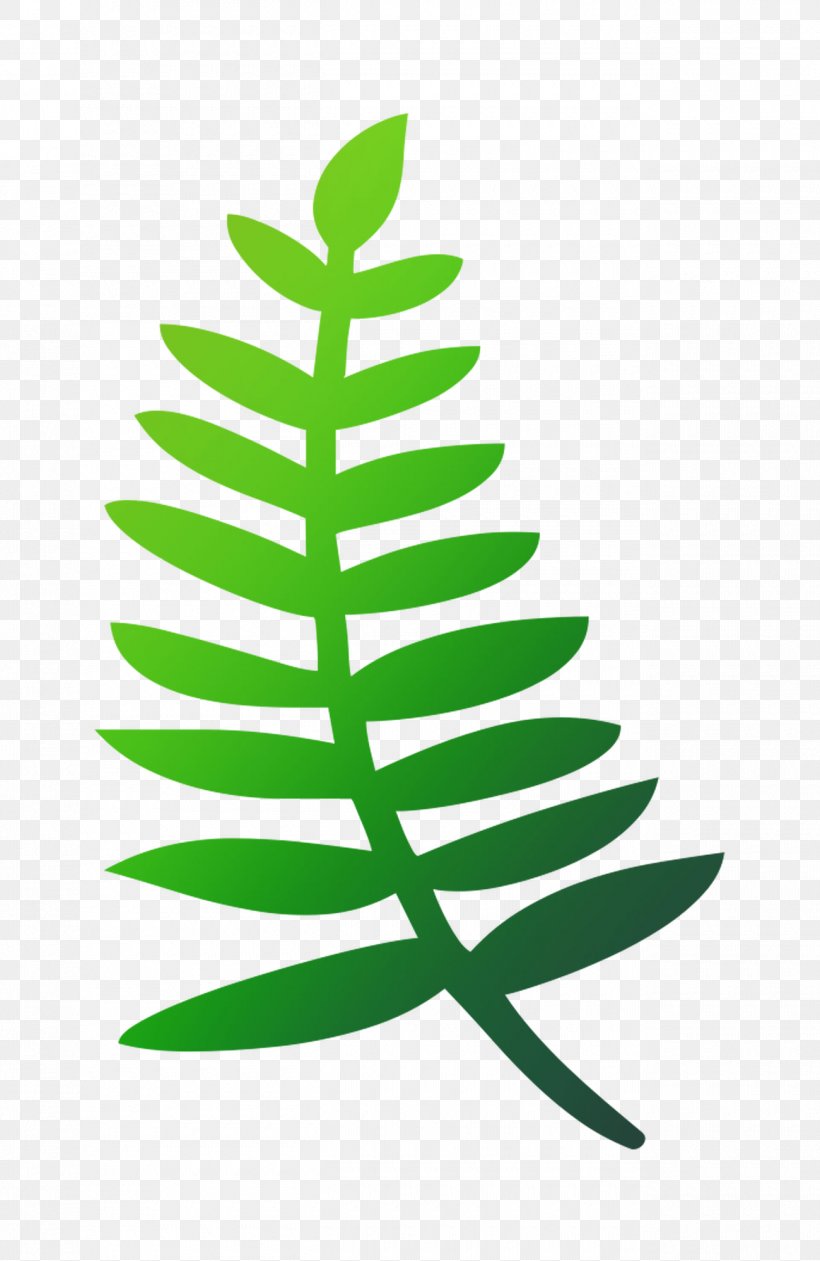 Fir Christmas Tree Christmas Day Leaf, PNG, 1300x2000px, Fir, Botany, Christmas Day, Christmas Tree, Colorado Spruce Download Free