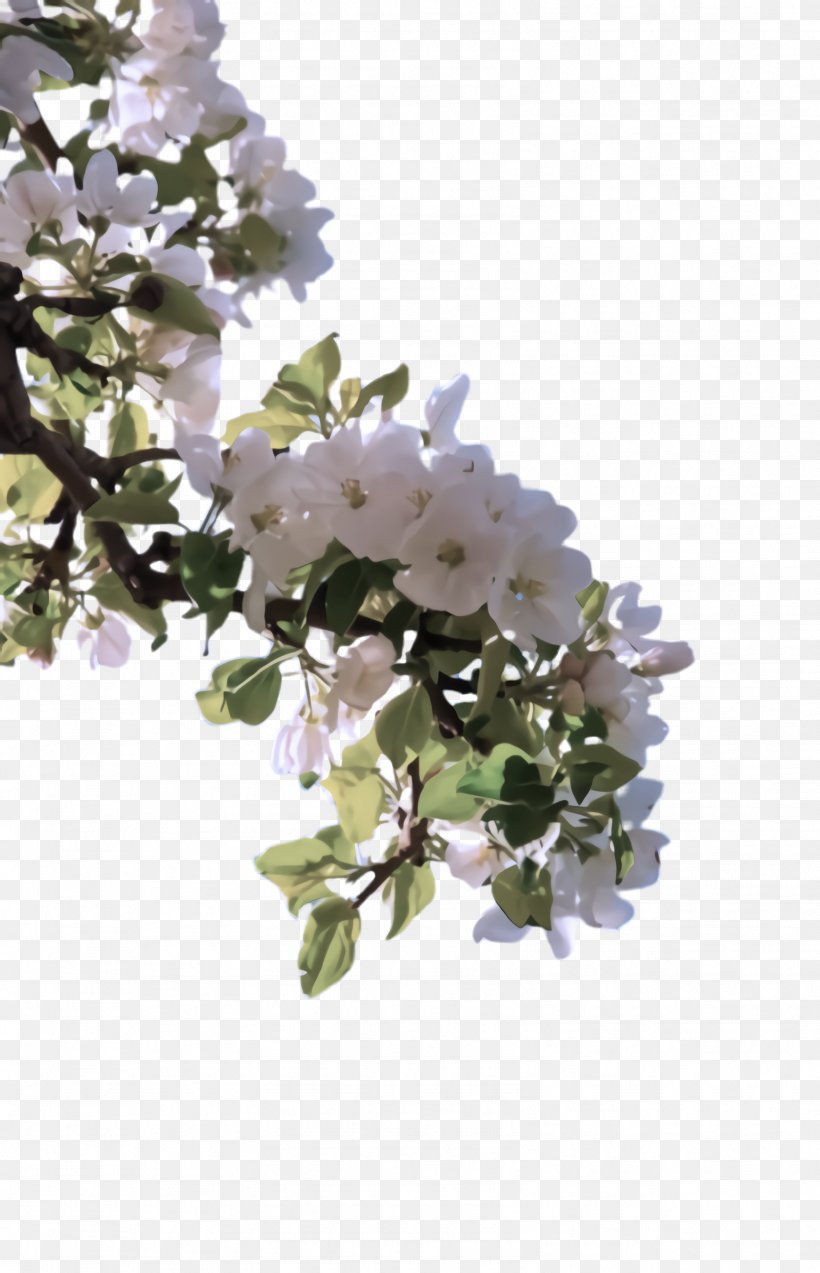 Flower White Plant Branch Lilac, PNG, 1604x2492px, Flower, Blossom, Branch, Lilac, Petal Download Free