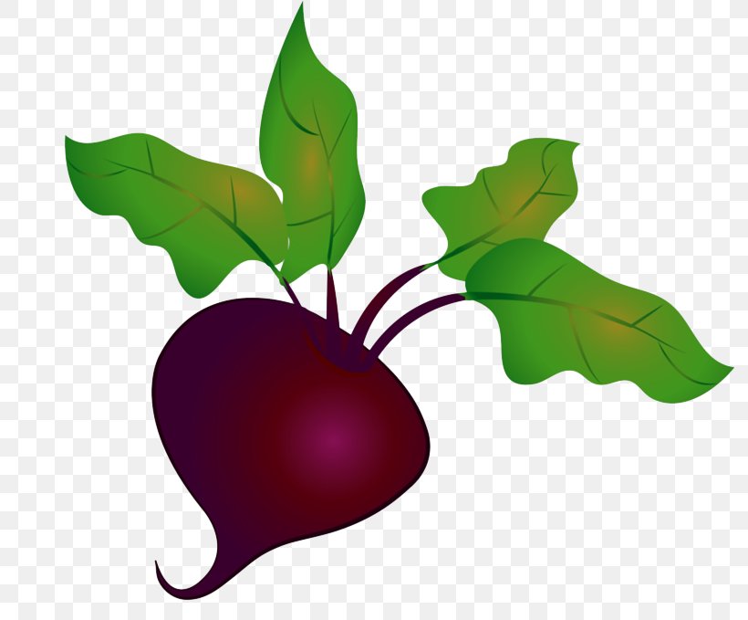 Leaf Radish Plant Flower Tree, PNG, 800x679px, Leaf, Beetroot, Flower, Fruit, Plant Download Free