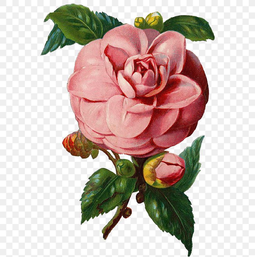 Rose Clip Art, PNG, 580x826px, Rose, Art, Artificial Flower, Begonia, Cut Flowers Download Free