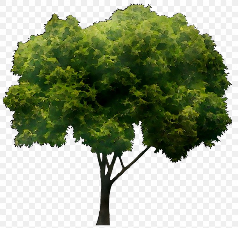 Branch Clip Art Transparency Tree, PNG, 1079x1034px, Branch, Arbor Day, Birch, Elm, Flower Download Free