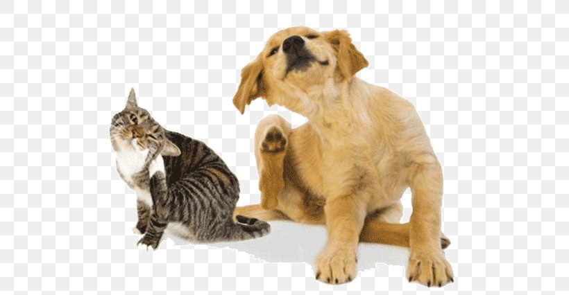 Cat Dog Pet Sitting Itch, PNG, 537x426px, Cat, Allergy, Carnivoran, Cat Like Mammal, Companion Dog Download Free