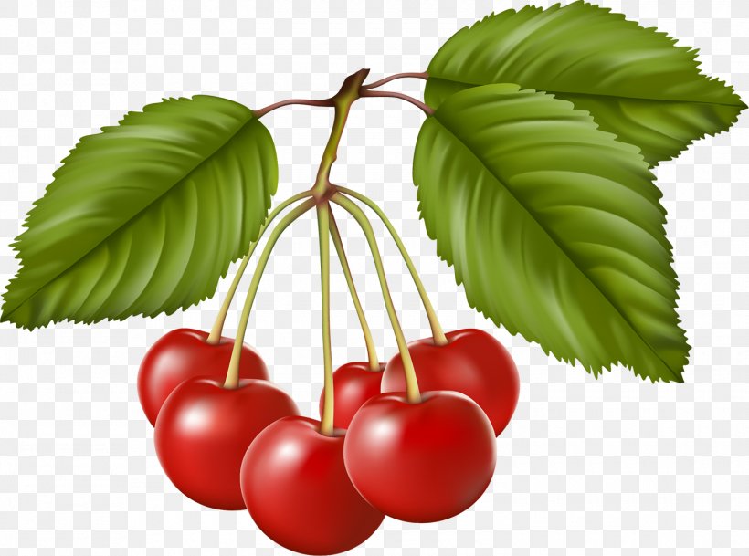 Cherry Berry Drawing Clip Art, PNG, 1500x1115px, Cherry, Auglis, Berry, Cerasus, Drawing Download Free