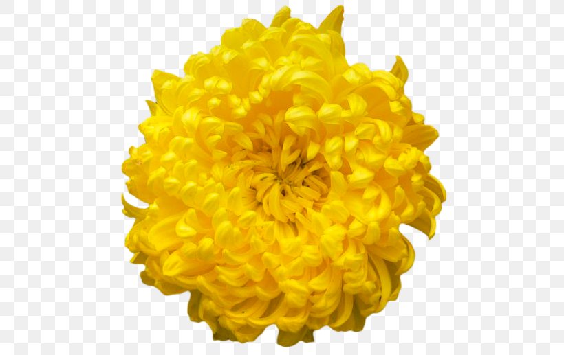 Chrysanthemum Clip Art, PNG, 500x517px, Chrysanthemum, Chrysanths, Color, Cut Flowers, Dahlia Download Free