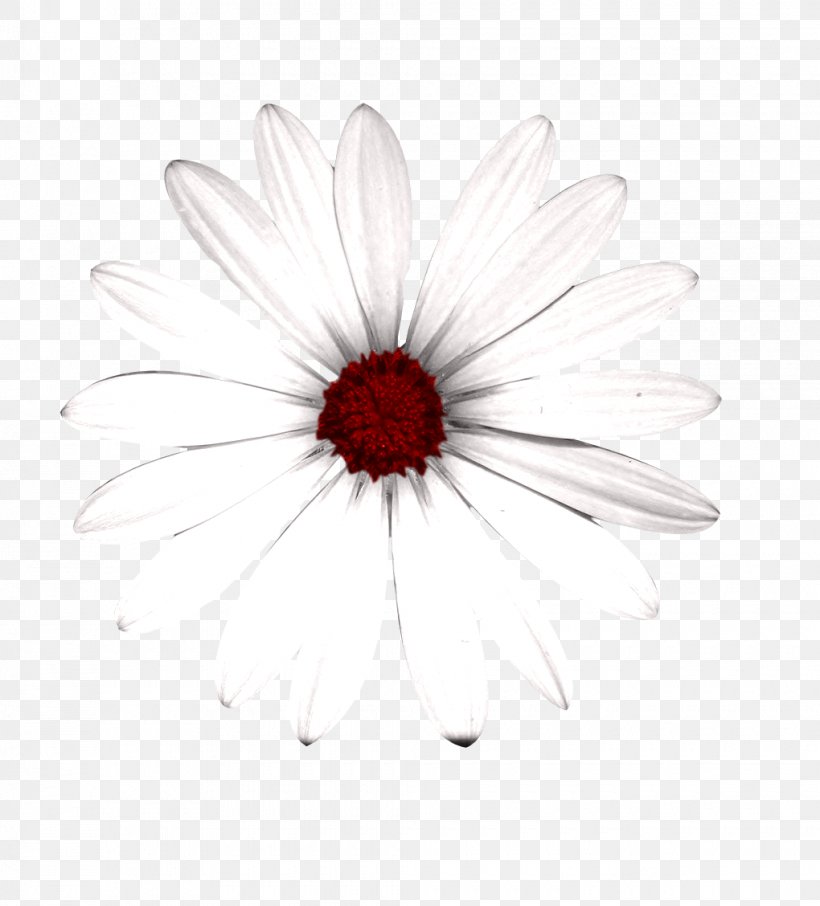 Common Daisy Transvaal Daisy Chrysanthemum White Oxeye Daisy, PNG, 1020x1128px, Common Daisy, Black, Black And White, Chrysanthemum, Chrysanths Download Free