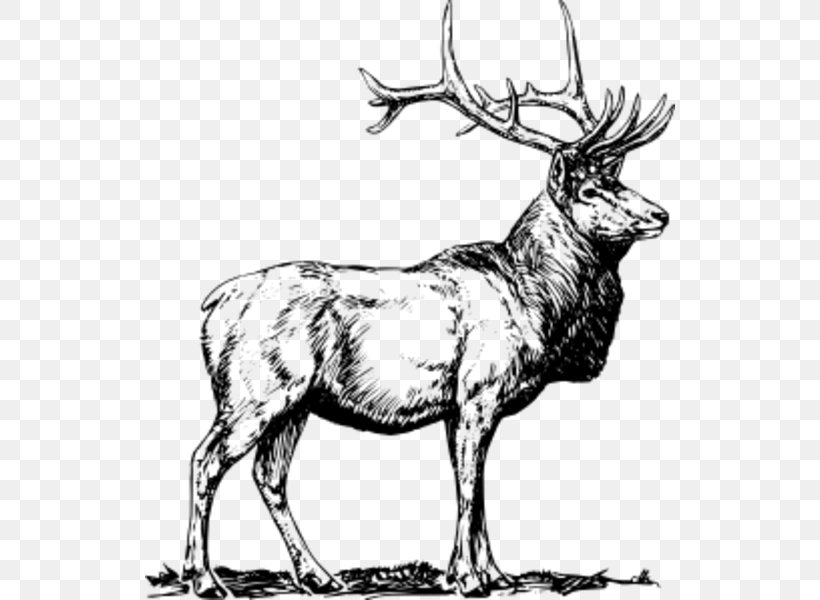 Elk Deer Moose Clip Art, PNG, 530x600px, Elk, Antelope, Antler, Art, Black And White Download Free