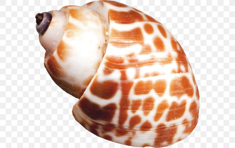 Seashell Sea Snail Orange Helix, PNG, 576x518px, Seashell, Animal Product, Conch, Conchology, Helix Download Free