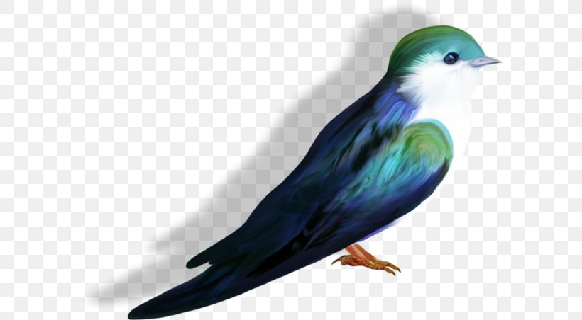 Sumba Green Pigeon Swallow, PNG, 600x452px, Swallow, Beak, Bird, Bluebird, Columbidae Download Free