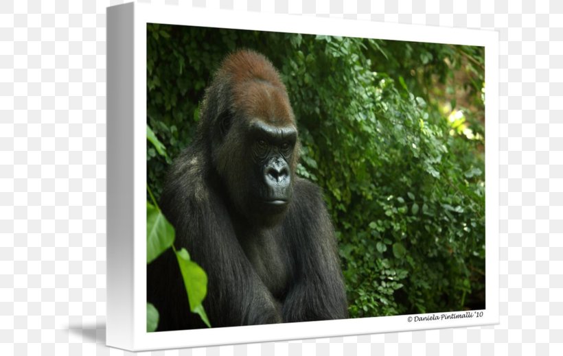 Western Gorilla Orangutan Wildlife Terrestrial Animal, PNG, 650x519px, Western Gorilla, Animal, Fauna, Gorilla, Grass Download Free