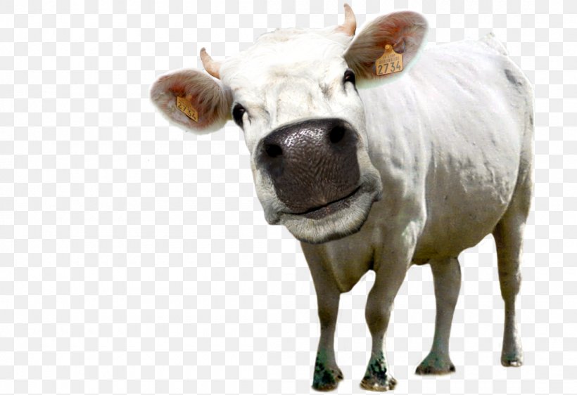 Dairy Cattle Ox Bull, PNG, 1100x754px, Dairy Cattle, Animal, Animal Figure, Bull, Cattle Download Free