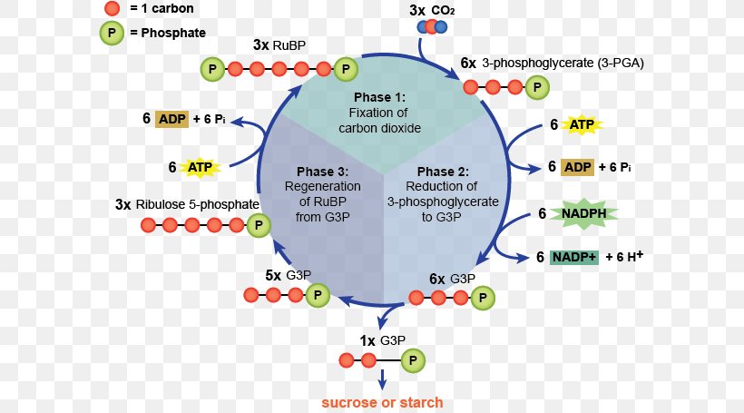 Light-independent Reactions Light-dependent Reactions Photosynthesis Calvin Cycle, PNG, 601x455px, Light, Area, Biological Membrane, Biology, Calvin Cycle Download Free