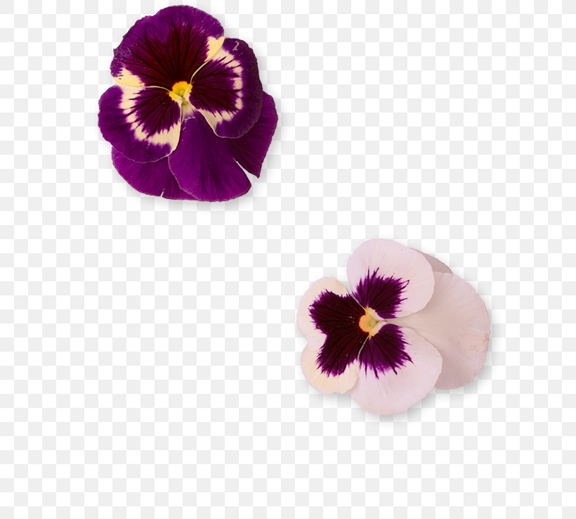 Pansy Violet Petal, PNG, 608x738px, Pansy, Flower, Flowering Plant, Magenta, Petal Download Free