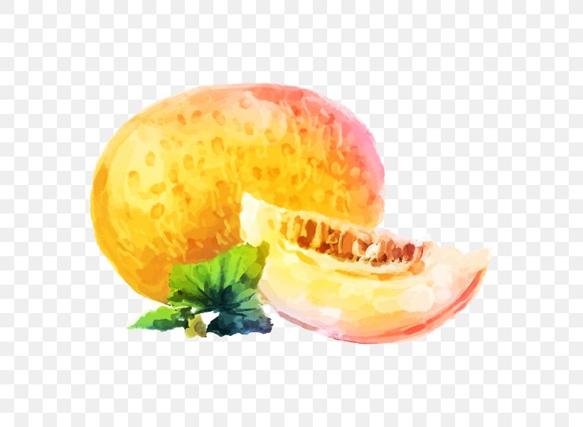 Cantaloupe Melon Drawing Watercolor Painting Image, PNG, 600x600px, Cantaloupe, Drawing, Food, Fruit, Melon Download Free