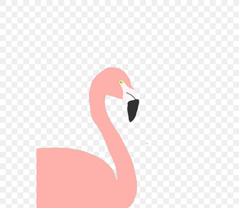 Flamingo Bird, PNG, 570x713px, Flamingo, Beak, Bird, Flamingos, Neck Download Free