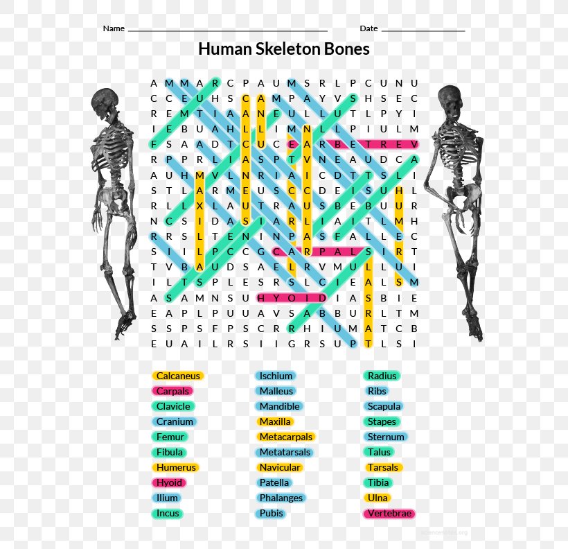 Homo Sapiens Human Anatomy & Physiology Human Skeleton Word Search Human Body, PNG, 612x792px, Watercolor, Cartoon, Flower, Frame, Heart Download Free