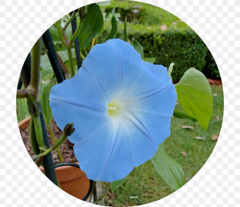 Ipomoea Violacea Cobalt Blue Morning Glory Annual Plant, PNG, 710x710px, Ipomoea Violacea, Annual Plant, Beach Moonflower, Blue, Cobalt Download Free