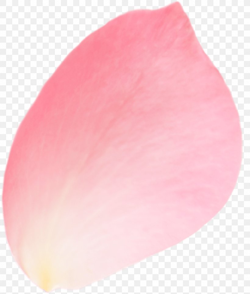 Petal Pink, PNG, 1147x1350px, Petal, Color, Flower, Peach, Pink Download Free