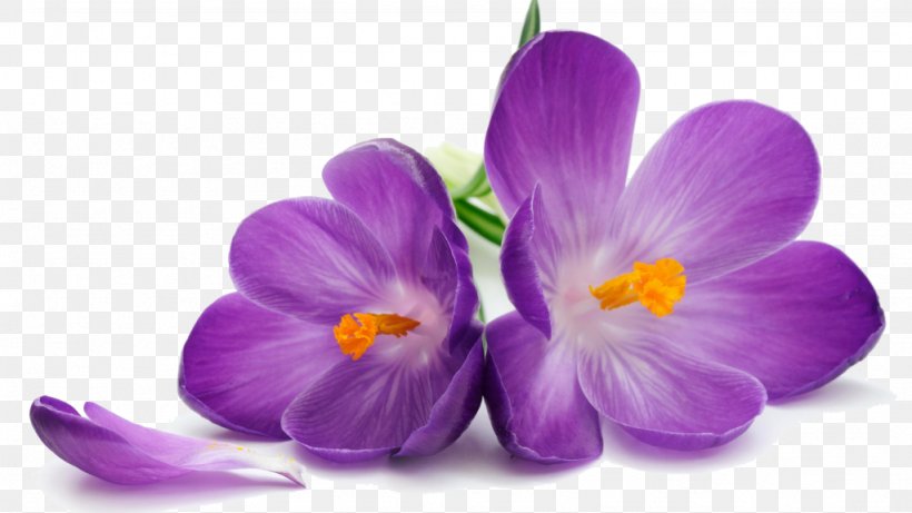 Desktop Wallpaper Flower Stock Photography Violet Purple, PNG, 1024x576px, Flower, Blue, Crocus, Cut Flowers, Flowering Plant Download Free