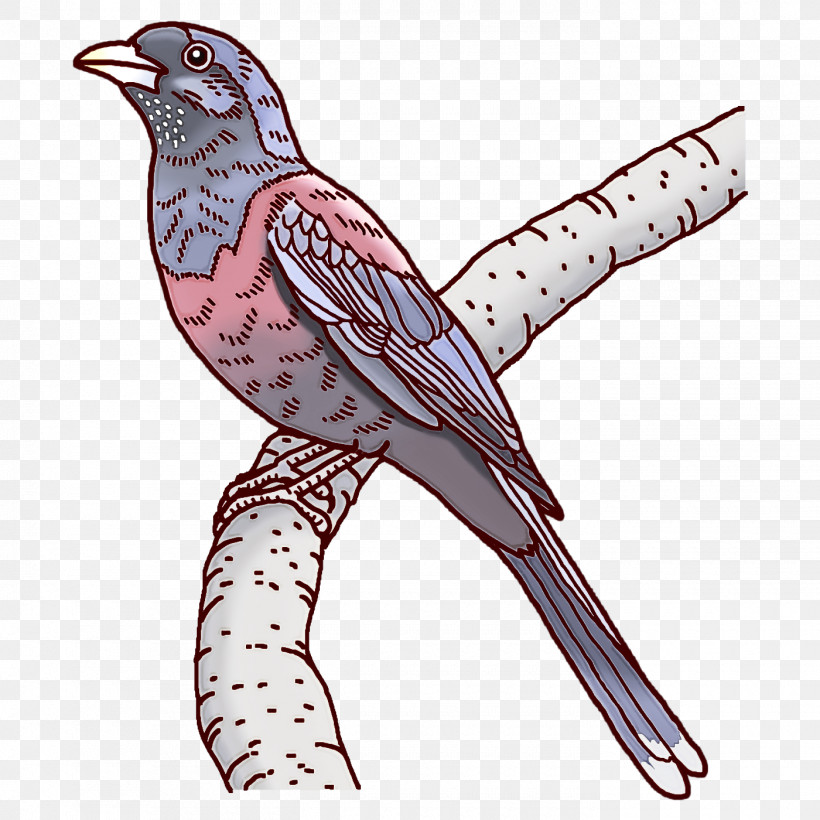 Feather, PNG, 1400x1400px, Emberiza, Beak, Bird Of Prey, Birds, Cartoon Download Free