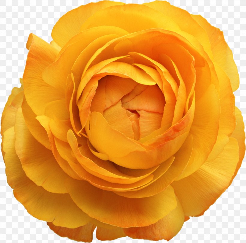 Flower Yellow Photoshop Plugin, PNG, 1878x1857px, Flower, Close Up, Color, Cut Flowers, Floribunda Download Free