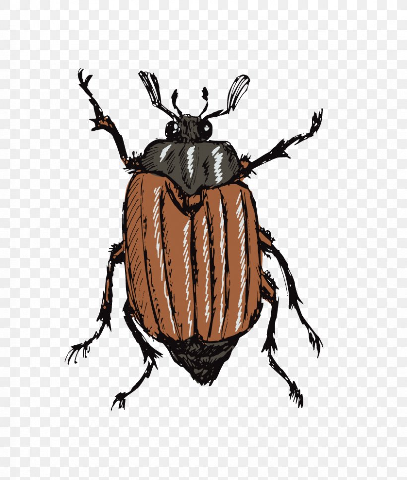 Insect Drawing Stock Photography Illustration, PNG, 844x996px, Insect, Arthropod, Beetle, Cockchafer, Drawing Download Free