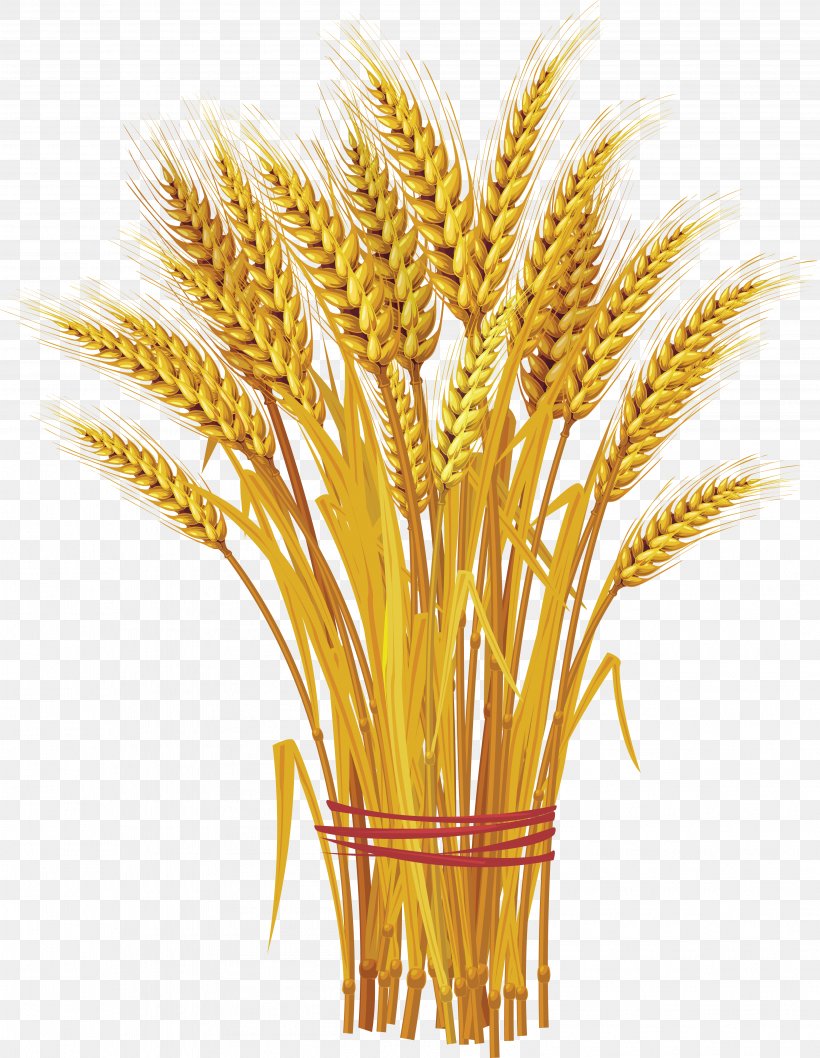 Like A Bundle Of Reeds: Why Unity And Mutual Guarantee Are Today's Call Of The Hour Wheat Clip Art, PNG, 3821x4931px, Wheat, Cereal, Cereal Germ, Commodity, Dinkel Wheat Download Free