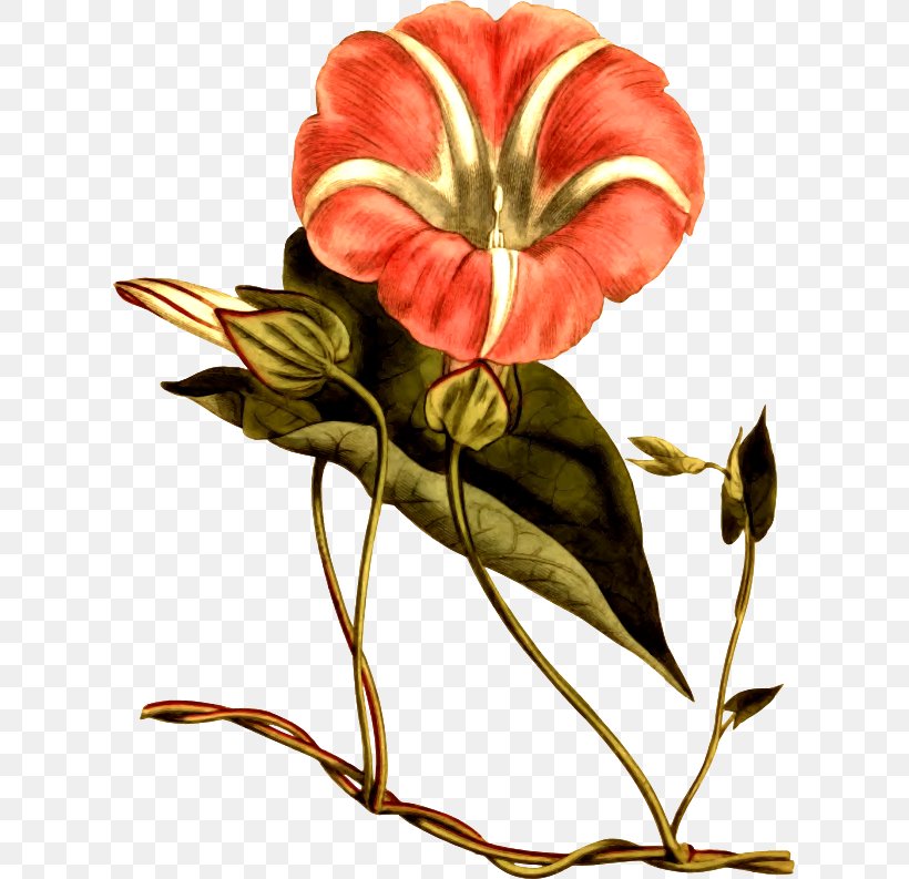 The Botanical Magazine Floral Design Bindweeds Hedge Bindweed Flower, PNG, 615x793px, Botanical Magazine, Art, Cut Flowers, Floral Design, Floristry Download Free